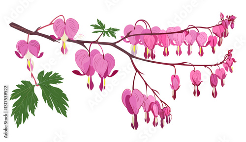 Flat vector illustration, bleeding heart, redbud flowers, pink blossoms, isolated on white, spring nature, floral vector, botanical art, nature illustration, springtime flowers.