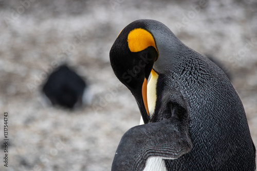 King penguin in Isla Martillo, Ushuaia, Argentina (Aptenodytes patagonicus)