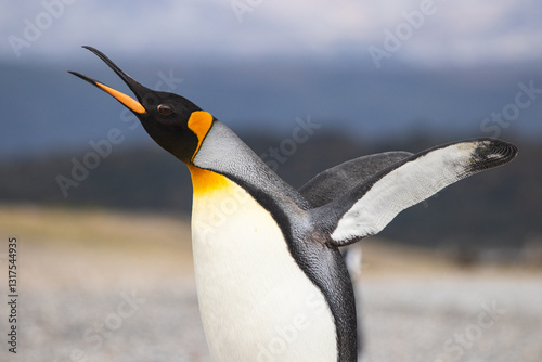 King penguin in Isla Martillo, Ushuaia, Argentina (Aptenodytes patagonicus)