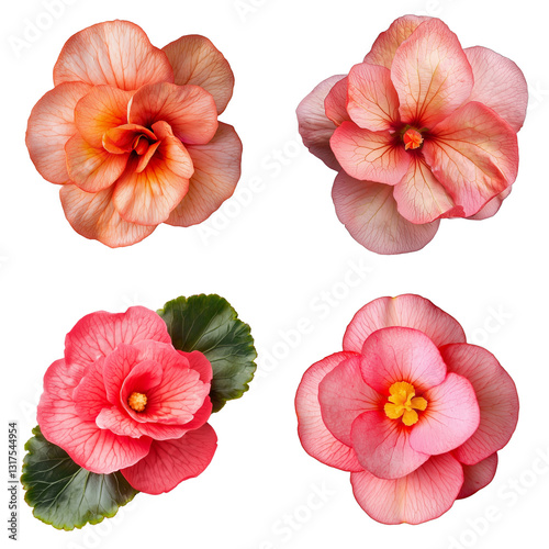 Wallpaper Mural Four delicate pink begonias arranged in a grid  showcasing their vibrant colors and textures. isolated on white background and transparent background Torontodigital.ca