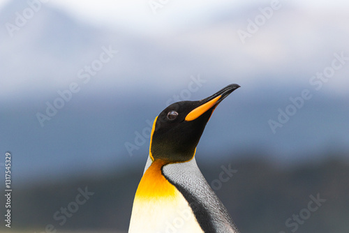 King penguin in Isla Martillo, Ushuaia, Argentina (Aptenodytes patagonicus)