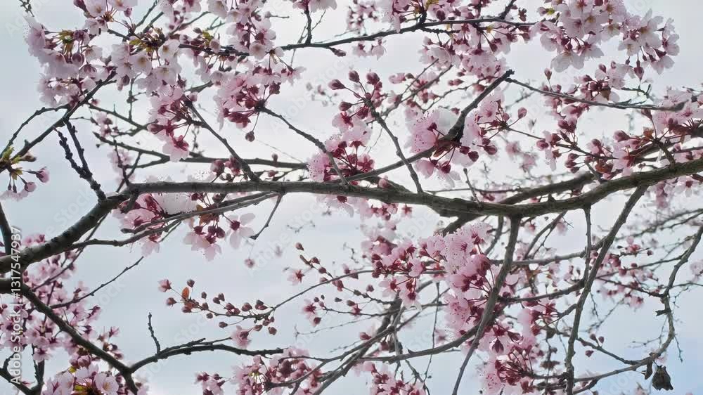 A stunning view of cherry blossom branches adorned with pink flowers against a soft backdrop, epitomizing spring A stunning view of cherry blossom branches adorned with pink flowers against a soft backdrop, epitomizing spring