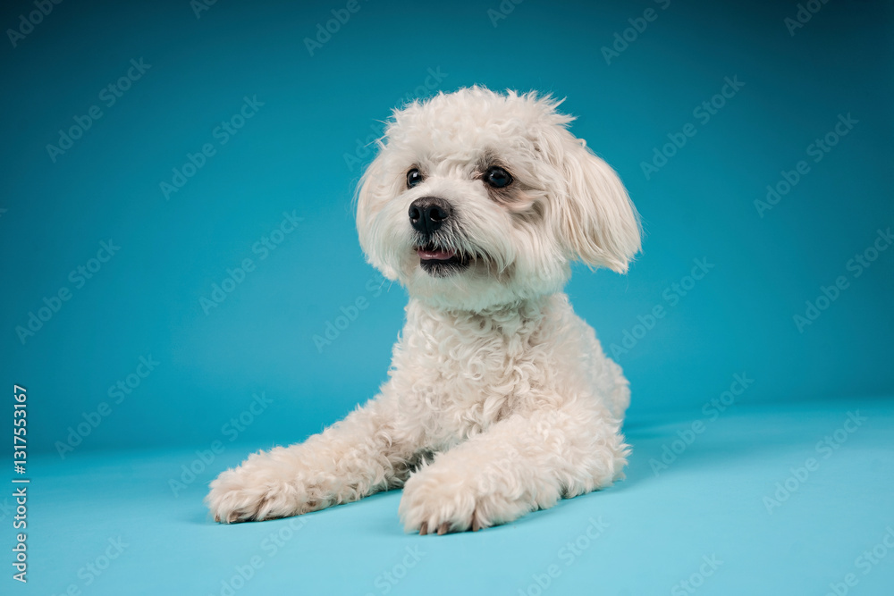 Obraz premium small white dog in photostudio