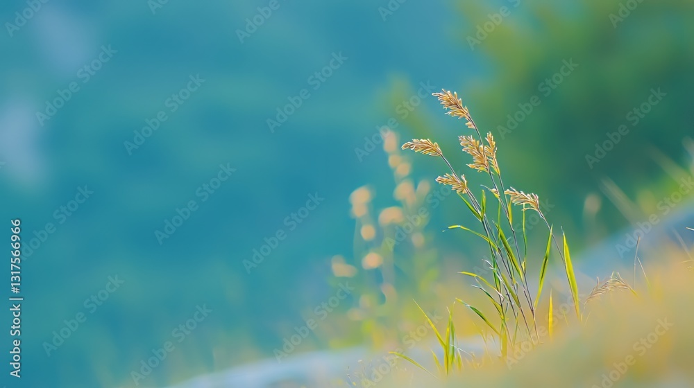 Closeup of Wild Grass with Yellow Seeds Against a Teal Blurred Background Closeup of Wild Grass with Yellow Seeds Against a Teal Blurred Background