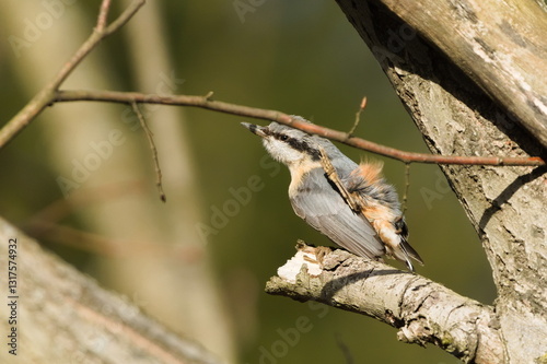Dirty common bird Sitta europaea aka Eurasian nuthatch scratching his feathers. Funny animal photo. 