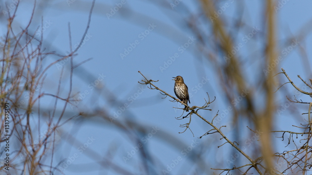 Song thrush aka Turdus philomelos perched on the tree and singing with open beak. Common european bird. Song thrush aka Turdus philomelos perched on the tree and singing with open beak. Common european bird.