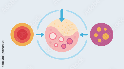 Skin Regeneration Cycle A cycle diagram that shows beforeandafter effects focusing on skin regeneration and cellular turnover facilitated by exosomes.