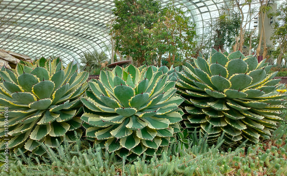 Close up photo of Agave potatorum