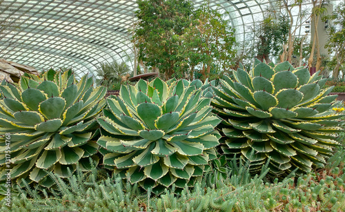 Obraz na płótnie Close up photo of Agave potatorum w salonie