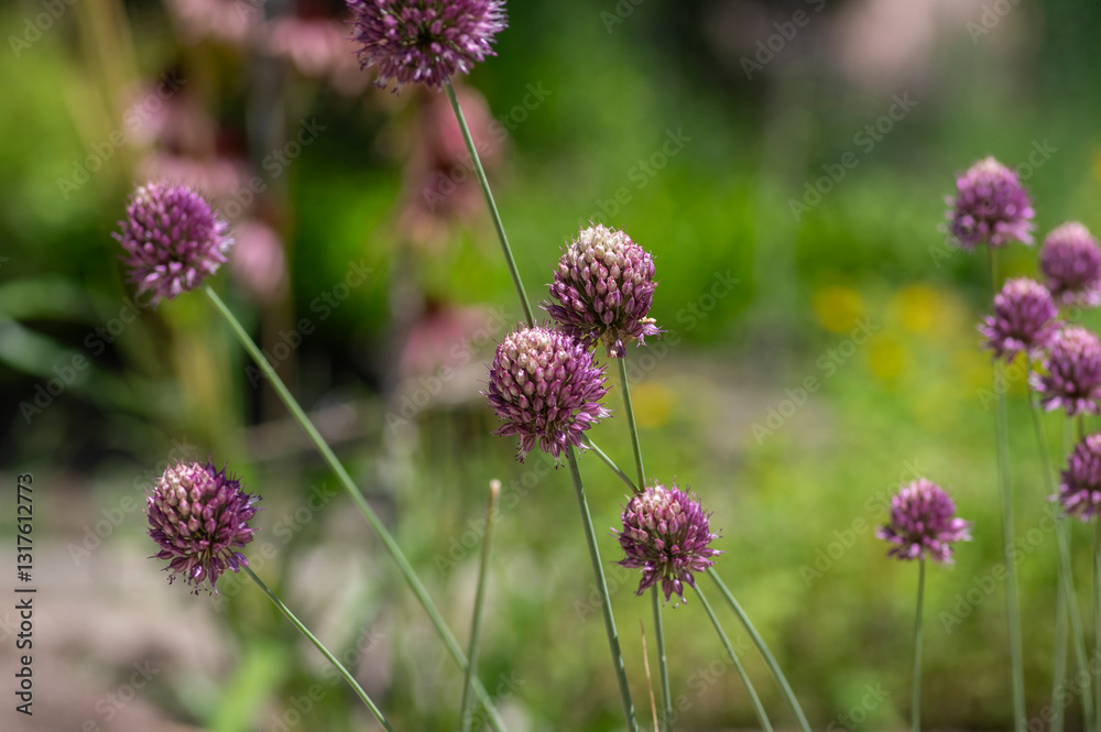 Allium Sphaerocephalon round headed garlic plant in bloom, purple bald head flowering ornamental onion