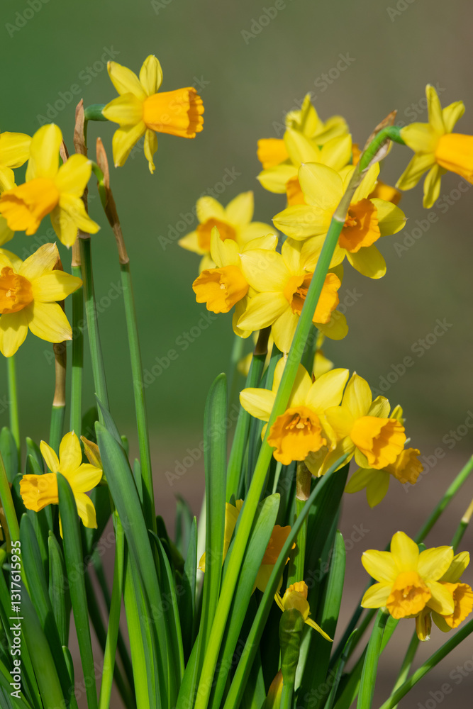 Fototapeta premium Close up of daffodils (narcissus) in bloom