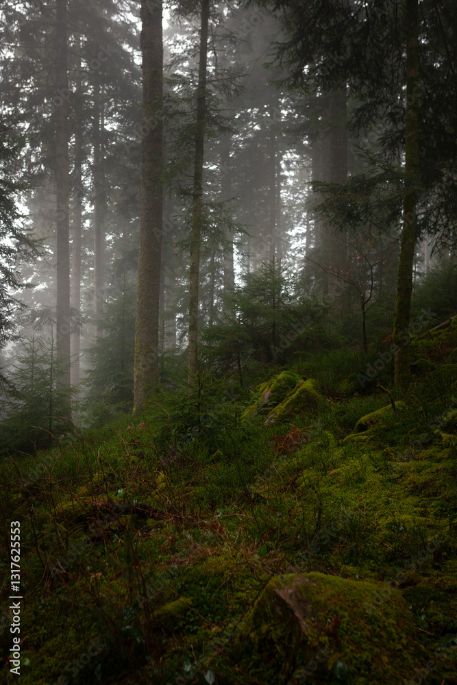 Schwarzwald - mystische, märchenhafte Stimmung im Wald bei Nebel - Hochformat Schwarzwald - mystische, märchenhafte Stimmung im Wald bei Nebel - Hochformat