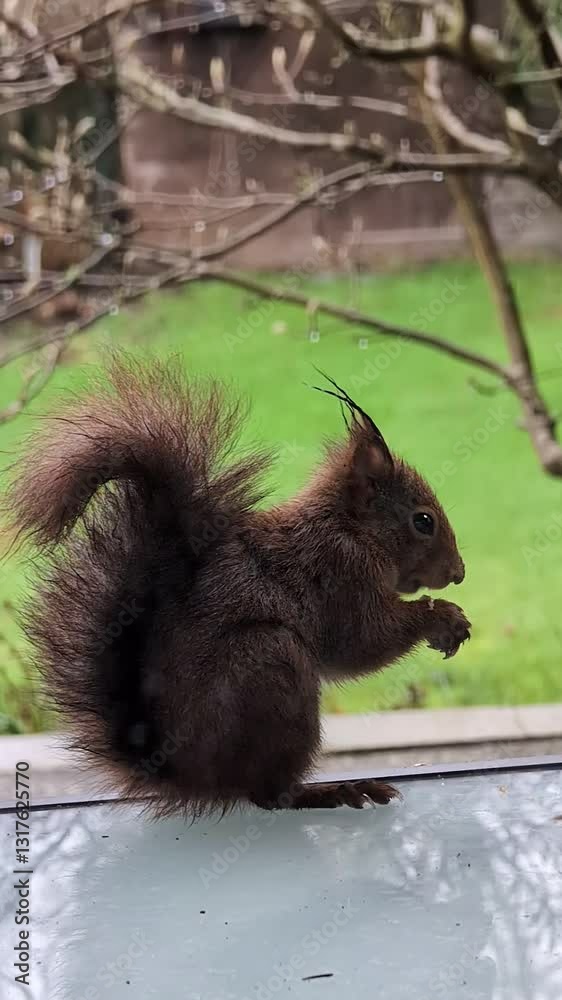 Red Squirrel Eating on the Garden Table – Filmed Through a Window.
Red Squirrel Eating on the Garden Table – Filmed Through a Window.