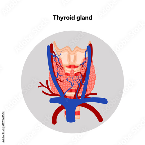 Thyroid gland: Medical anatomy and hormones. Veins and arteries. Medicine and diagram