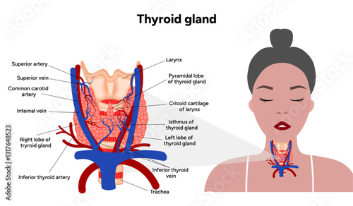 Thyroid gland: Medical anatomy and hormones. Veins and arteries. Medicine and diagram