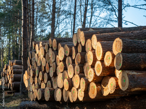 Logs of wood stacked in a pile cut in a coniferous forest. Spring season.