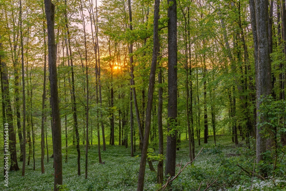 Sonnenuntergang - der Bärlauch blüht Sonnenuntergang - der Bärlauch blüht