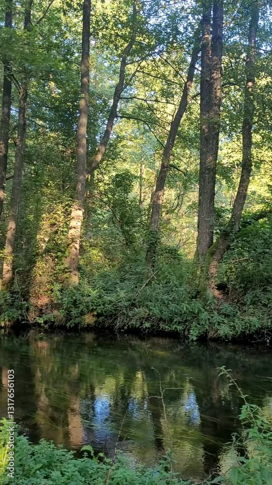 Green forest and river with backlit sun in summer Green forest and river with backlit sun in summer
