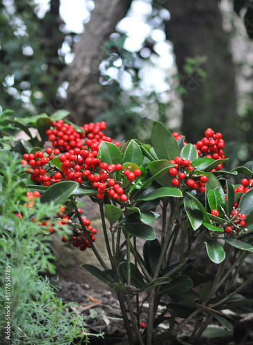 Obraz na płótnie Skimmia japonica, is an attractive plant with beautiful red berrie w salonie