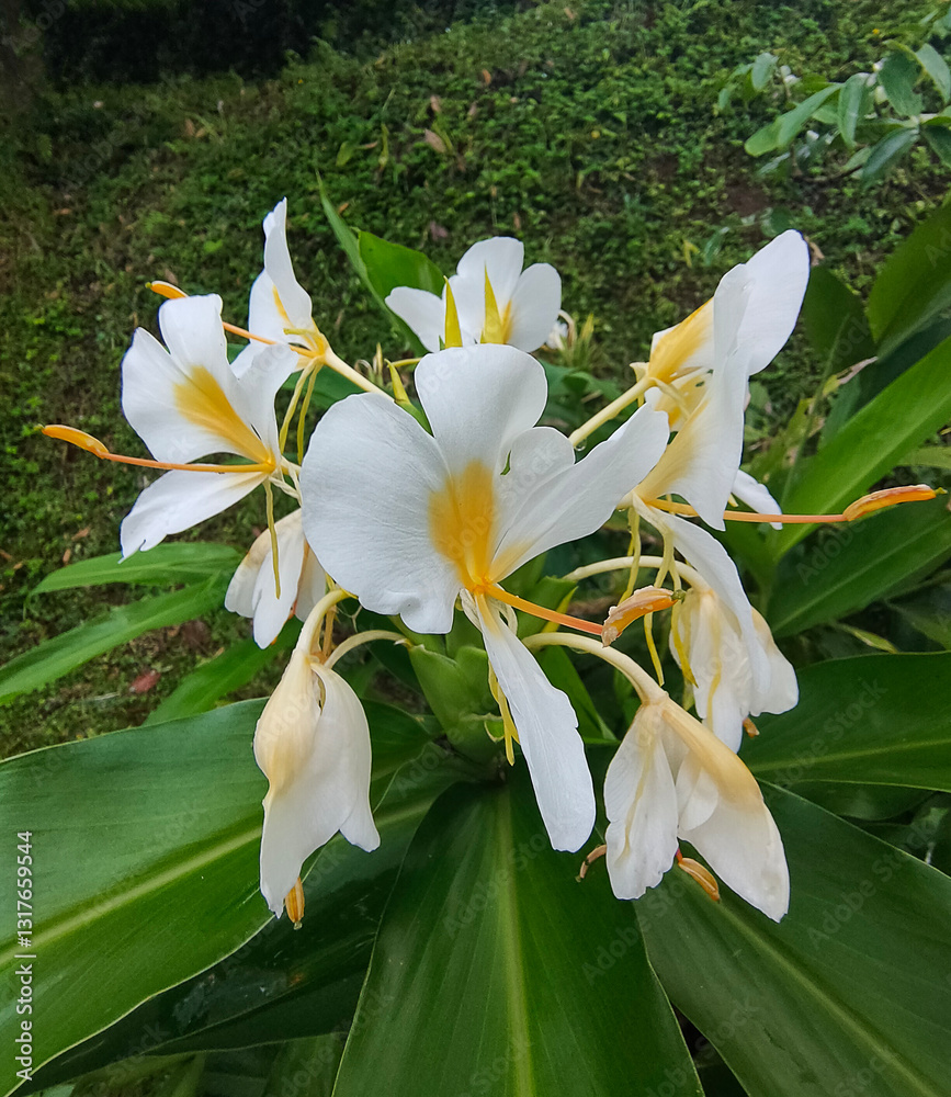 Close up of Yellow Ginger Lily, Butterfly Ginger, scientific name Hedychium flavescens