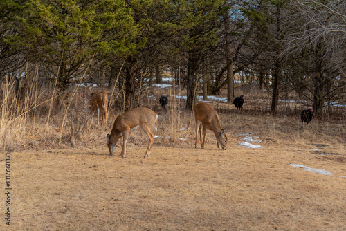 White-tailed Deer And Wild Turkeys Feeding On Corn And Apples Provided For Them In An Urban Field In Wisconsin In March