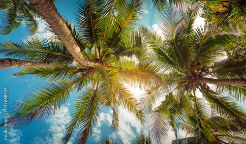 Wallpaper Mural Looking up at blue sky and Coconut palm trees, view from below. Royalty high-quality free best stock of look up at the palm trees and blue sky Background. Tropical summer, upside view, summer scene Torontodigital.ca