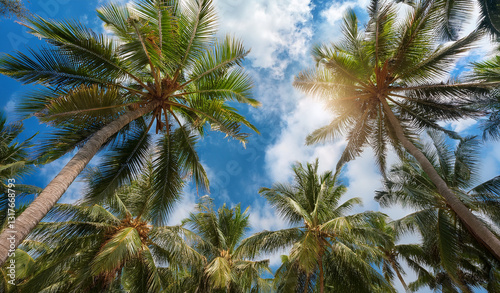 Wallpaper Mural Looking up at blue sky and Coconut palm trees, view from below. Royalty high-quality free best stock of look up at the palm trees and blue sky Background. Tropical summer, upside view, summer scene Torontodigital.ca