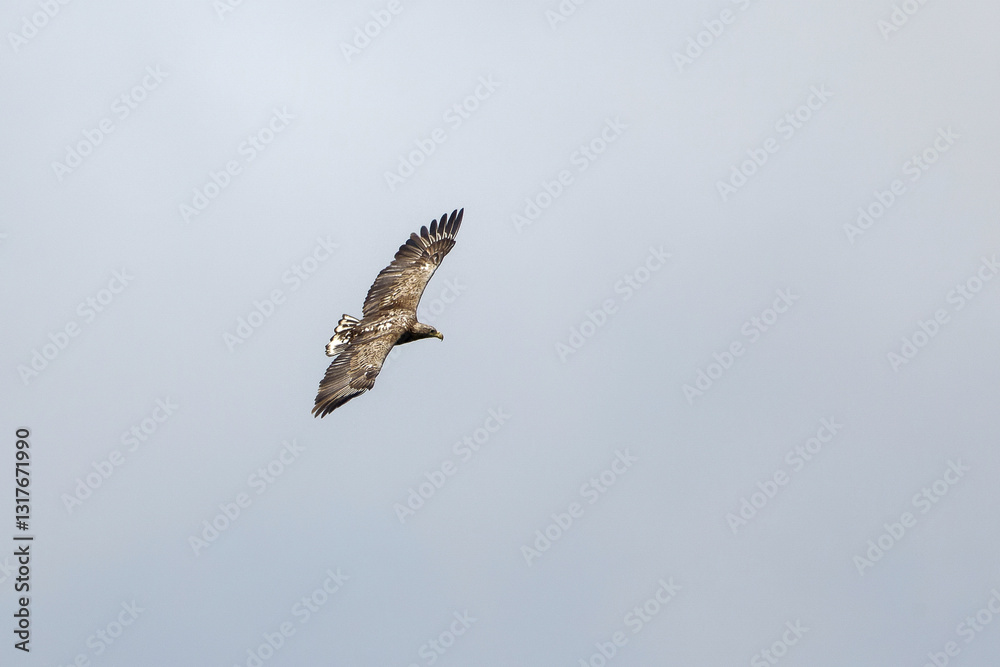 Fototapeta premium Seeadler im Flug