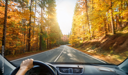 Wallpaper Mural Car drive through road full of autumn leaves. Royalty high-quality free best stock of view from car, drives through scenic autumn forest with colorful trees, hands of car driver on steering wheel Torontodigital.ca