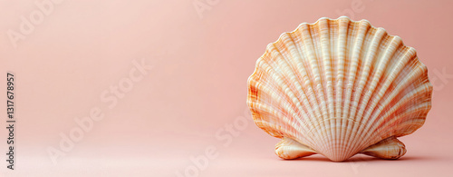 Seashell on soft pink background. Beach and ocean concept. Natural coastal decor element.