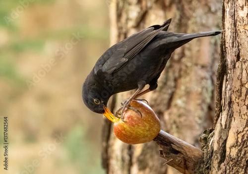 Close up of a male blackbird pecking at an apple on the branch of a tree