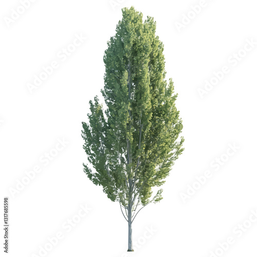 2D flat vector illustration Poplar Tree icon isolated on a white background.

