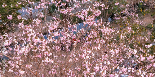 pink flower along road 