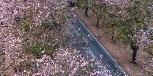 pink flower along road 