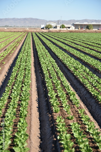 Yuma Arizona USA lettuce production supplies 90% of the United States from Oct. to Mar.