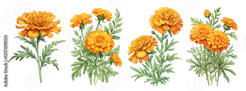 Set of Gorgeous Marigold flowers. Colorful watercolor illustrations on transparent background. Floral design elements for cards, invitations. October birth month flowers.