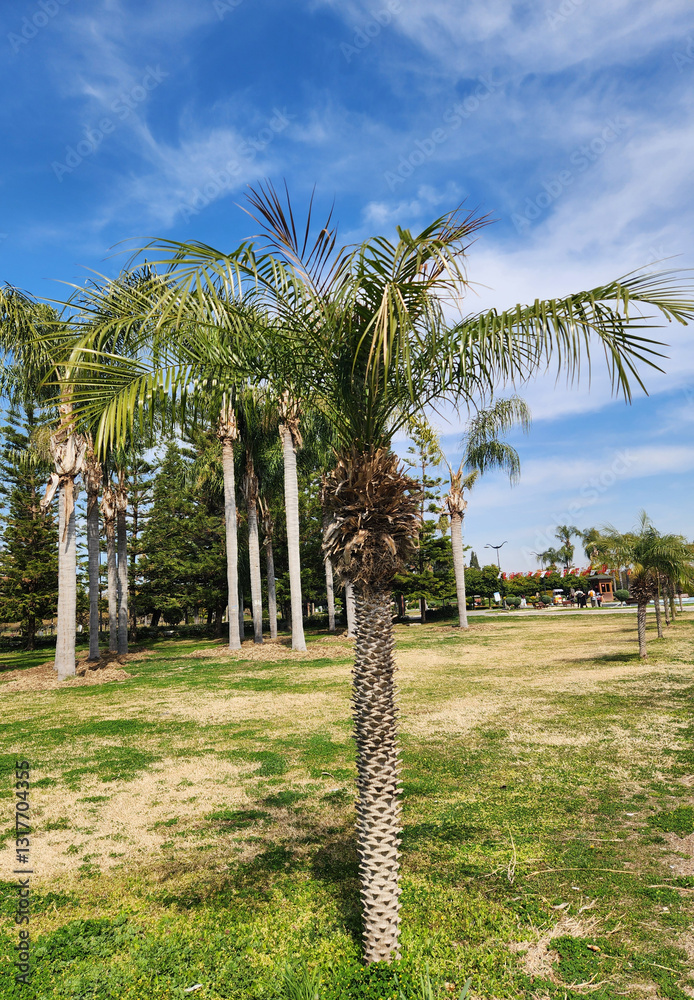 Fototapeta premium Miniature date palm (Phoenix roebelenii) in a city park in Mediterranean region in springtime