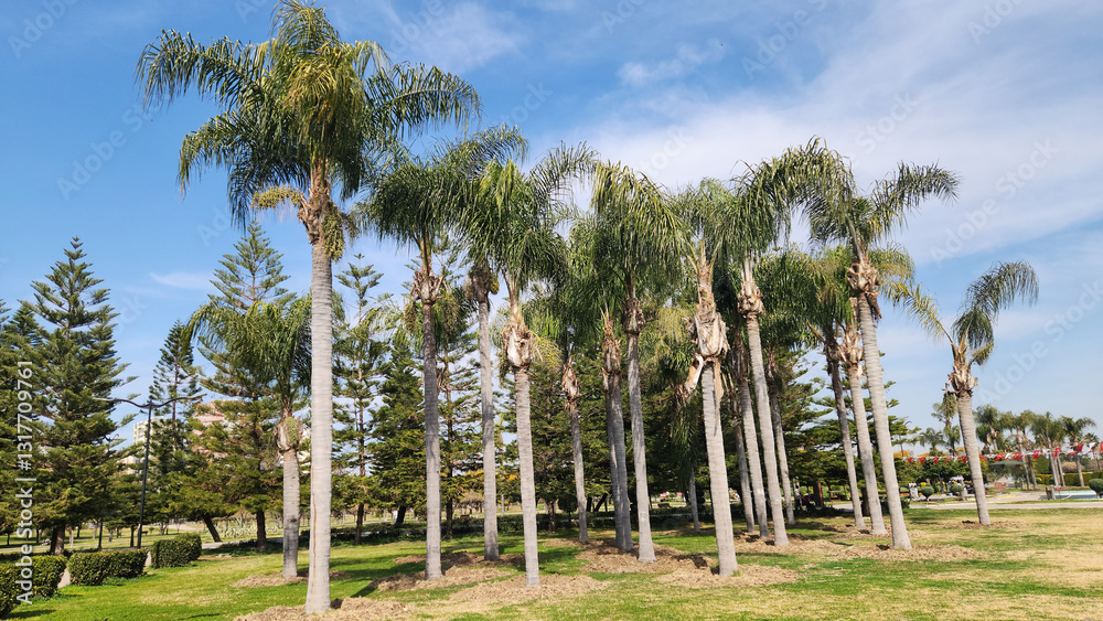 Fototapeta premium Queen palm (Syagrus romanzoffiana) trees in a city park in Mediterranean region in springtime