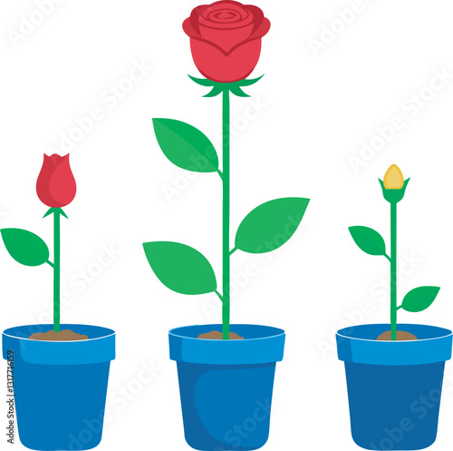 Rose Plant Growth Stages in Pots - From Bud to Blooming Flower Illustration