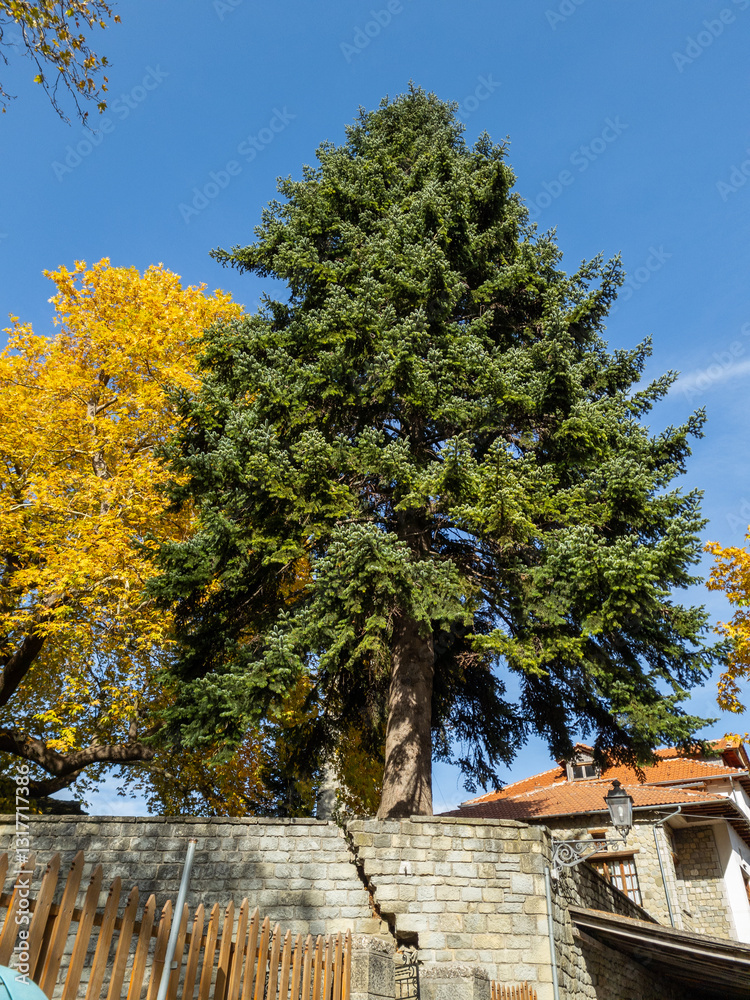 Majestic trees stand tall against a clear blue sky, with a building featuring a red tiled roof. Majestic trees stand tall against a clear blue sky, with a building featuring a red tiled roof.