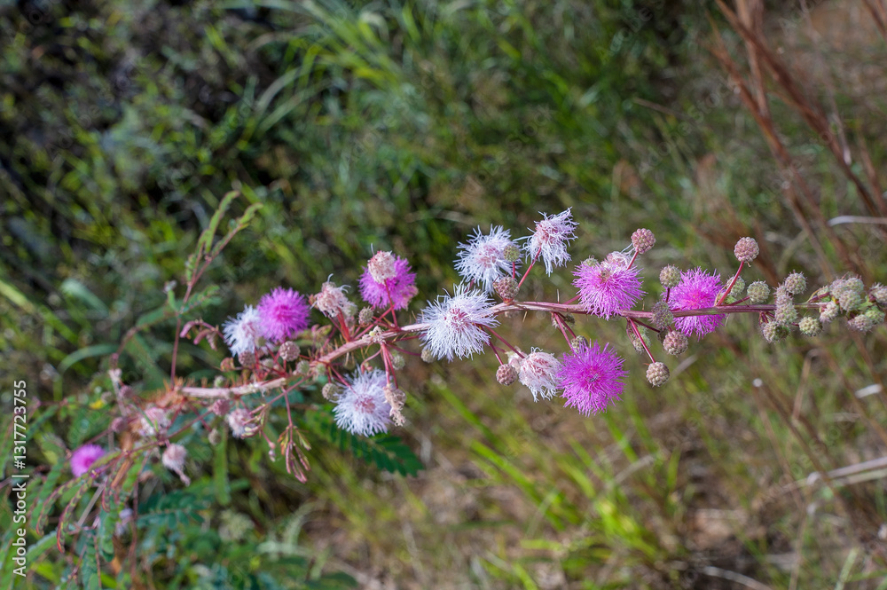 Obraz premium Hyptis cardiophylla, the bushmints. It is a Savannah’s medicinal herb used in folk medicine to treat Redox Imbalance, Inflammation and Contractility Changes in the Intestine. Brasília Brazil, 2020