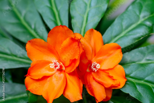Φωτογραφία Orange flower of Ora Pro Nobis