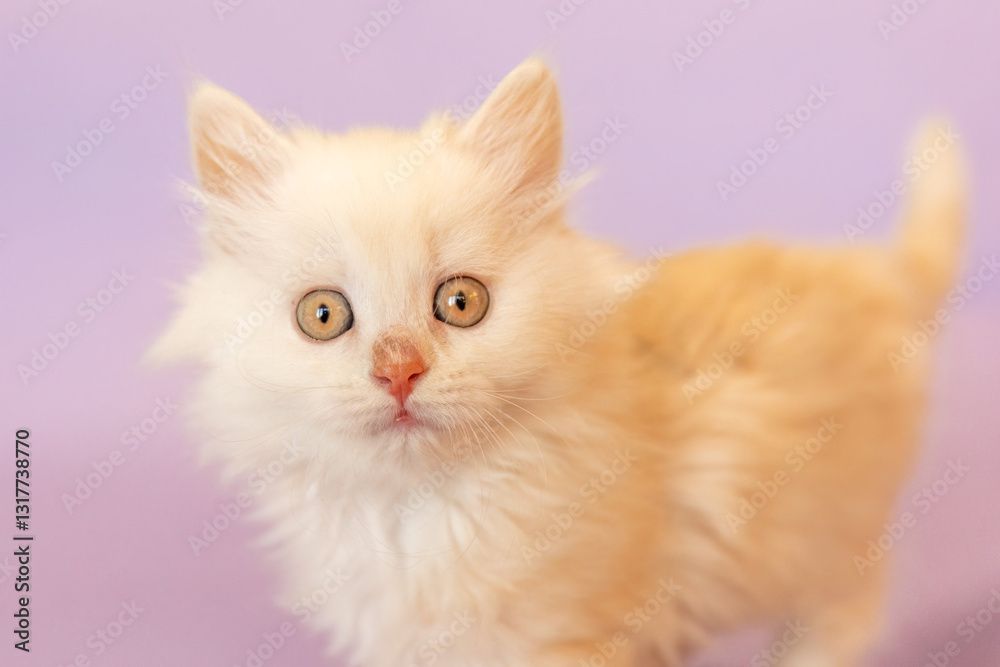 A cute ginger ragdoll crossbreed kitten in front of purple studio background A cute ginger ragdoll crossbreed kitten in front of purple studio background