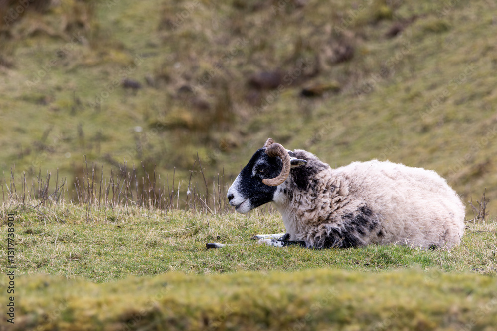 Fototapeta premium A ram is laying down on a grassy hill