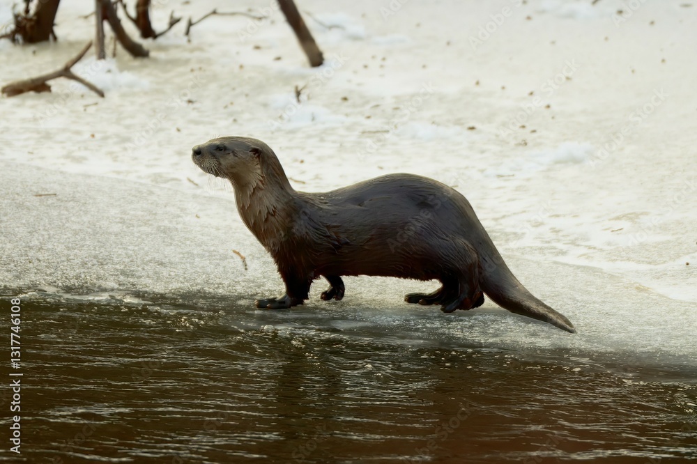 Fototapeta premium River Otter on the Shore