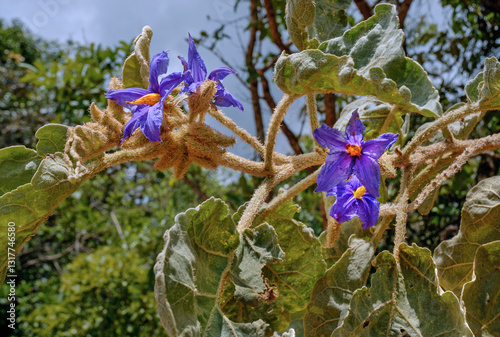 Lobeira flower. Solanum Lycocarpum. This fruit is in the maned wolf's diet and is also very popular with cattle and pigs, with large concentrations of tannin and solanine. Brasilia, Brazil, 2020