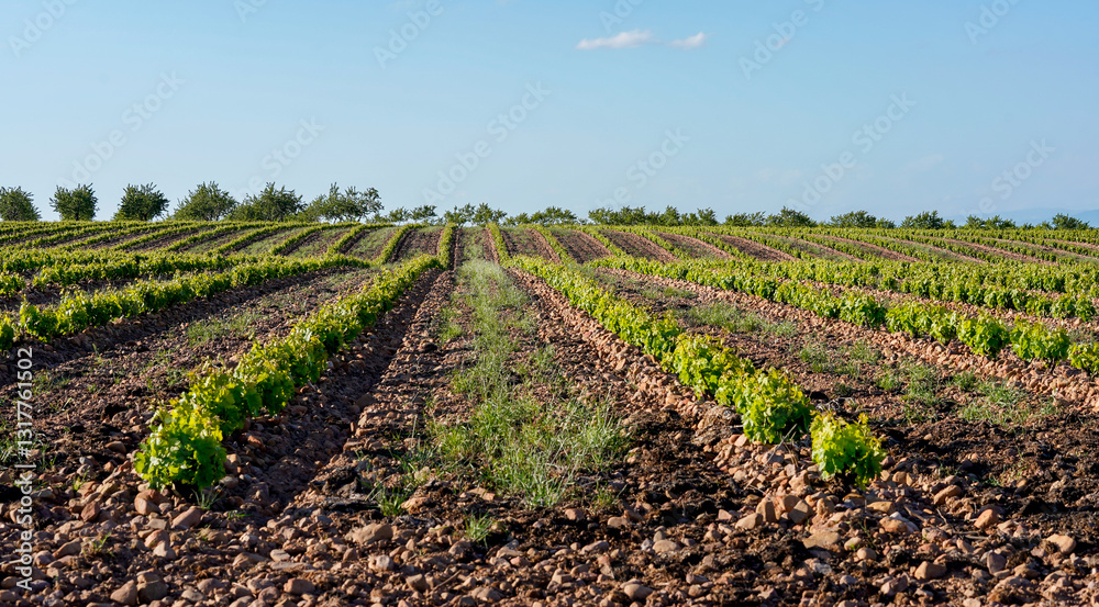 Obraz premium rows of vineyards in the field