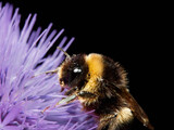 Bombus terrestris
