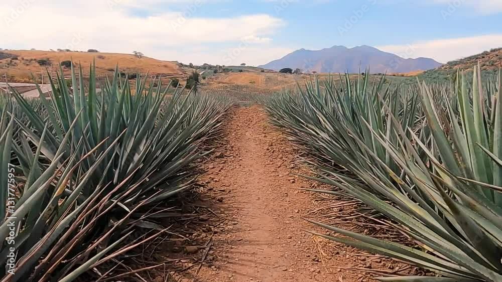 CAMINO ENTRE FILAS DE AGAVE AZUL DE TEQUILA