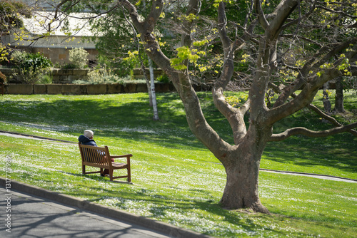 trees in a botanical garden in australia